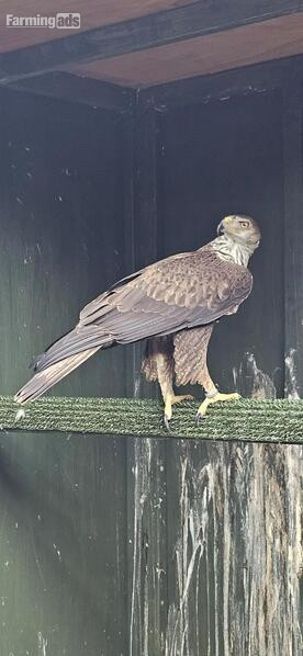Female bonellis eagle