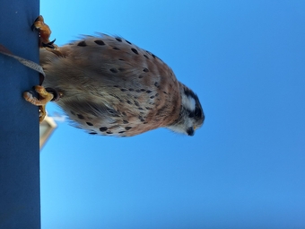 Male ak breeding has floppy rear toe breeding bird 