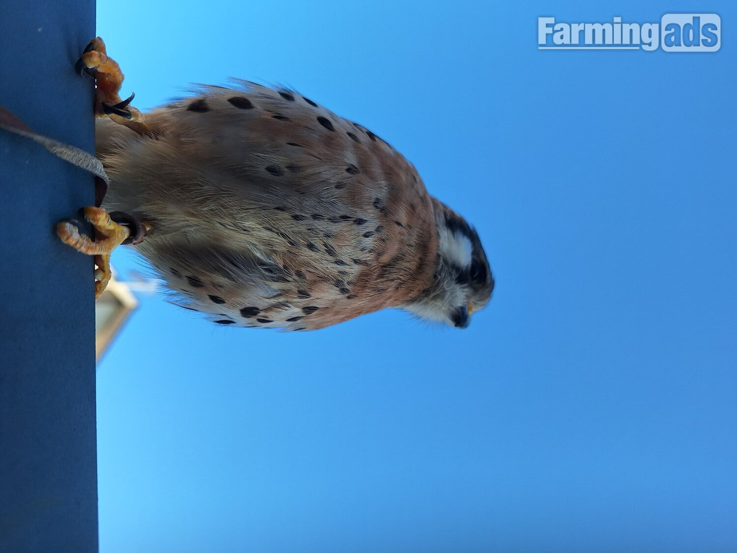 Male ak breeding has floppy rear toe breeding bird 