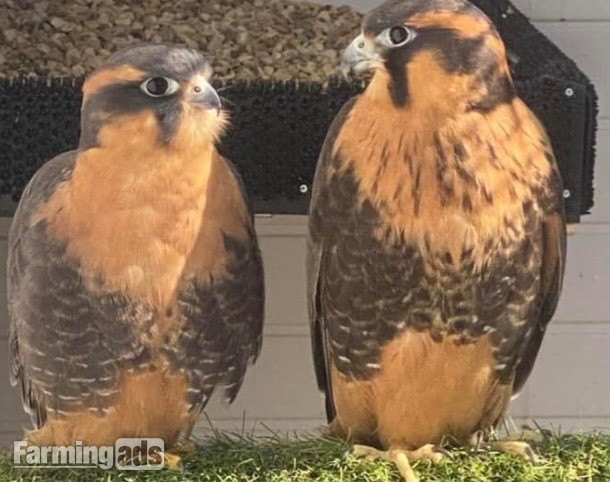 2023 bonded pair of aplomados 