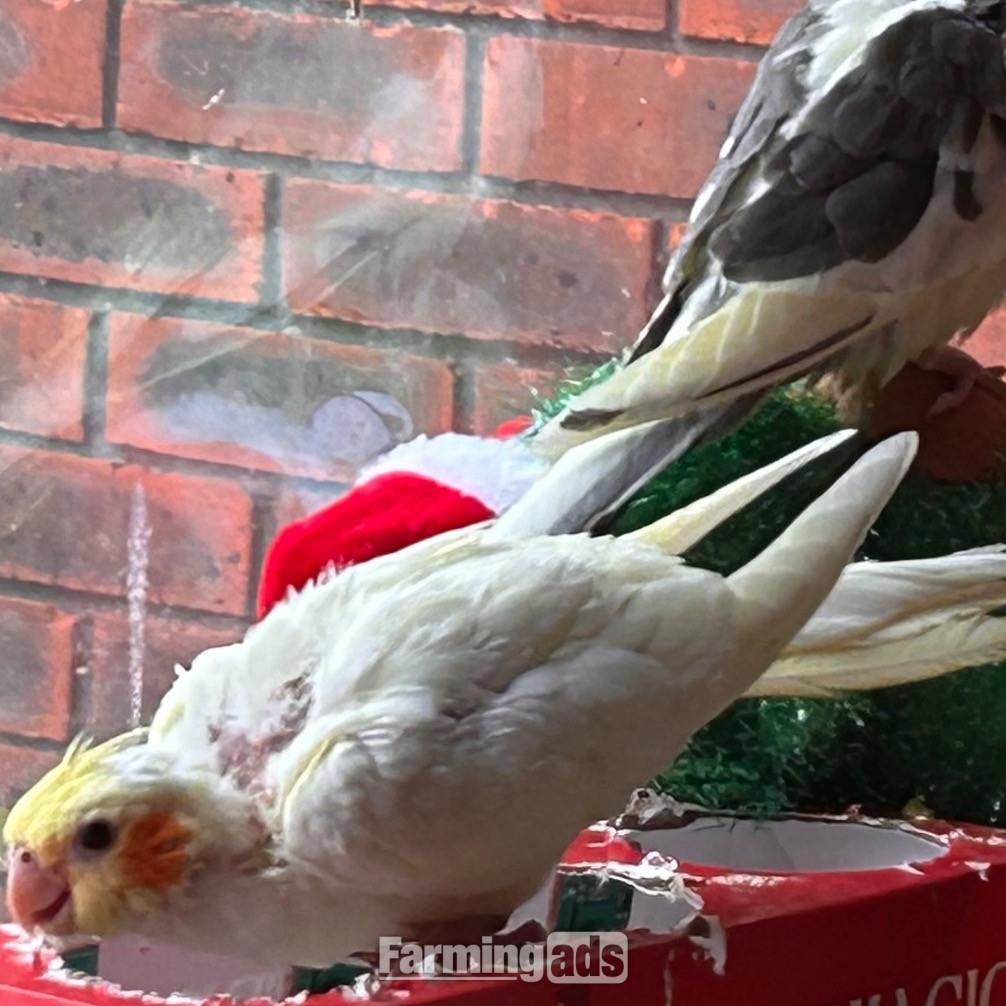  2 Yellow cockatiels 