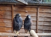 2026 creche reared Harris Hawks