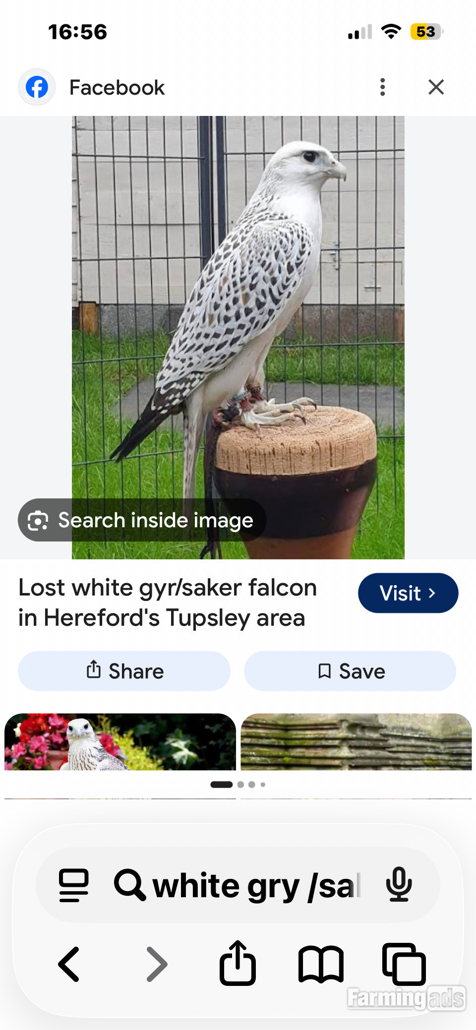 WHITE GYR/saker WANTED
