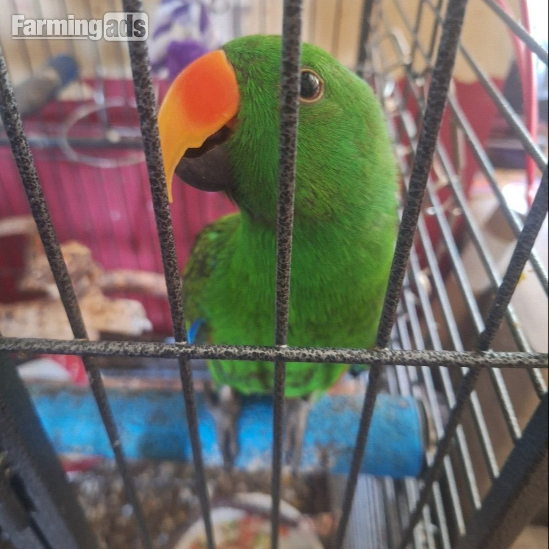 Solomon island male Eclectus parrot. Tame and Talking