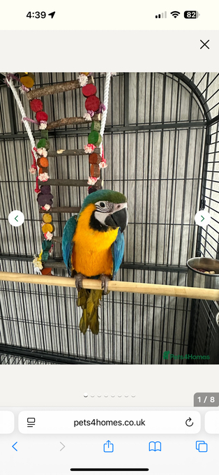 Blue &amp; Gold Macaw – 12 Months Old (Hand-Reared, Socialised, Vet Checked)