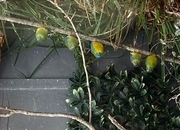  Turquoisine parakeets born 2026
