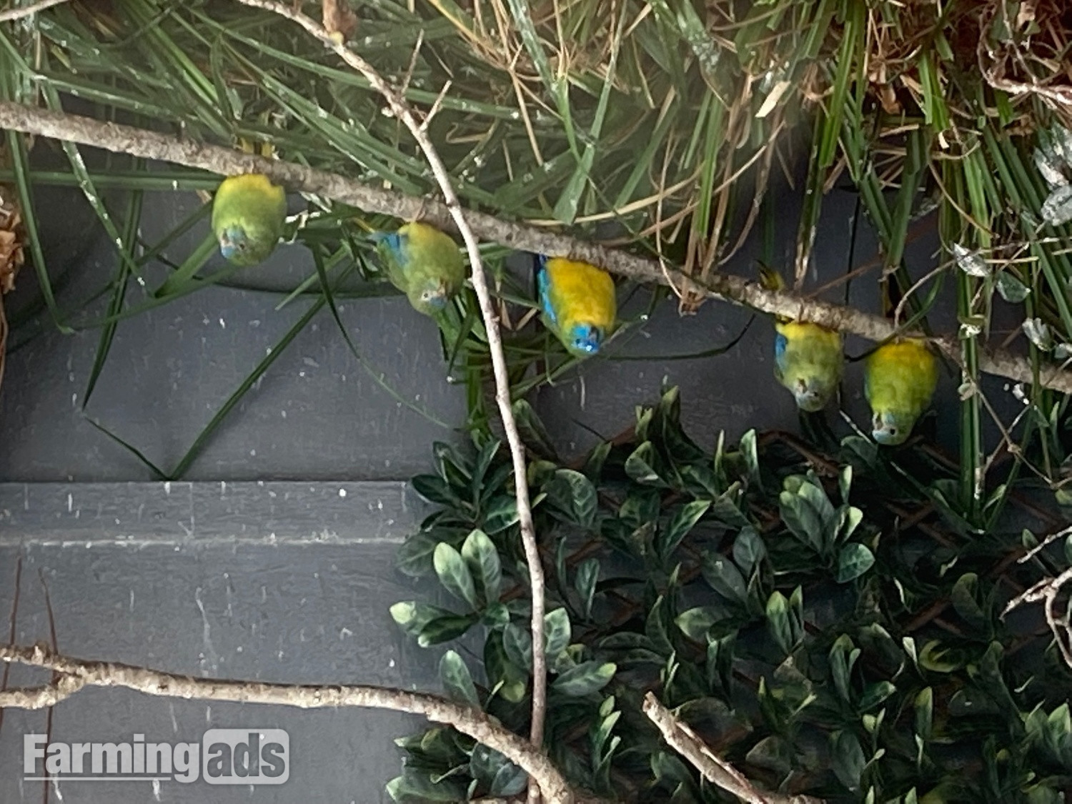  Turquoisine parakeets born 2026