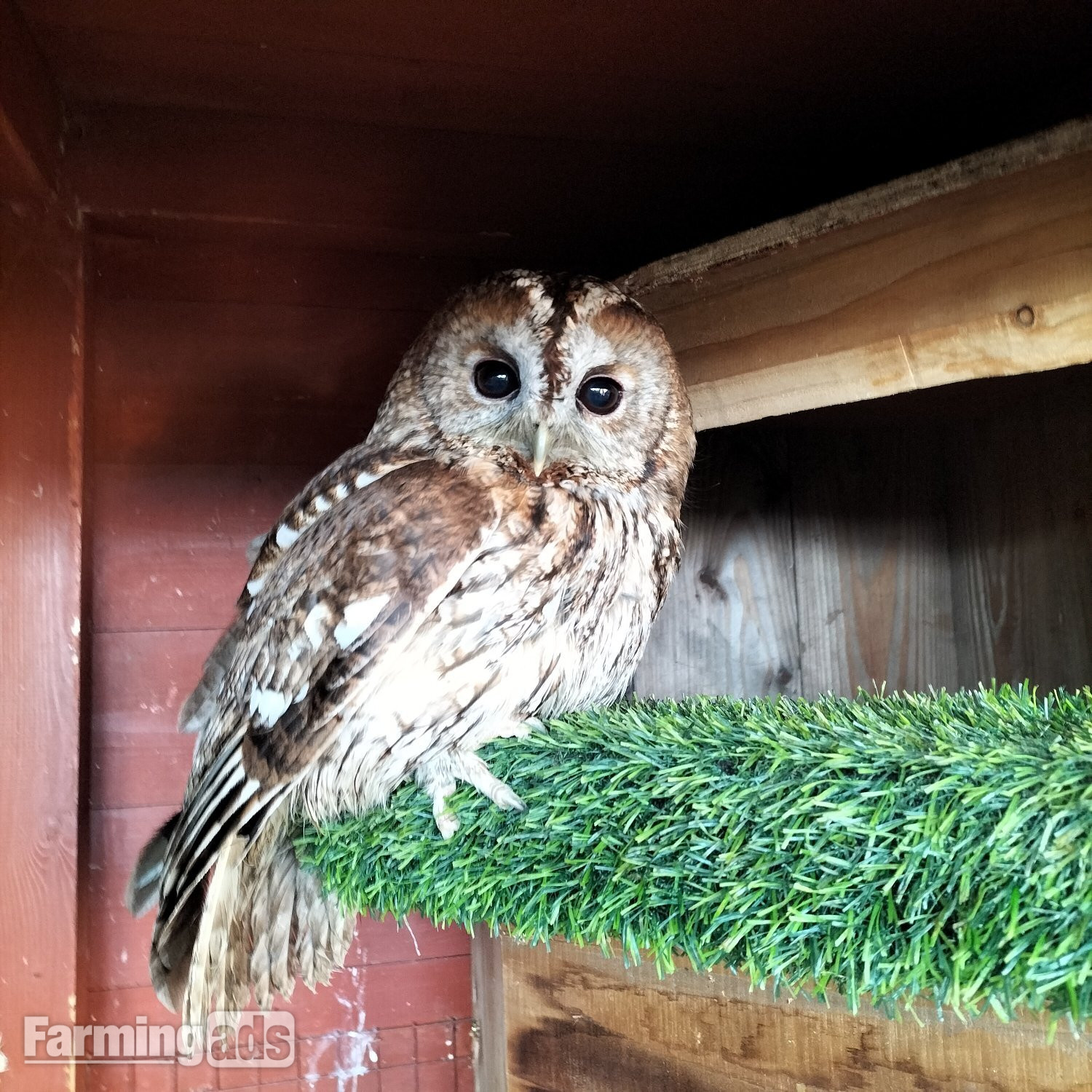 3 x Tawny Owls For sale