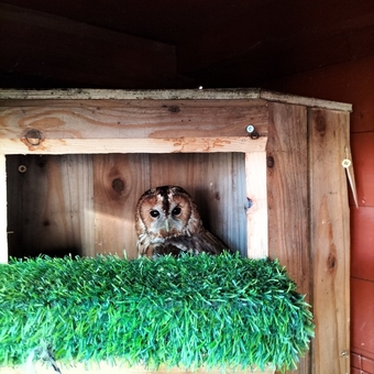 3 x Tawny Owls For sale