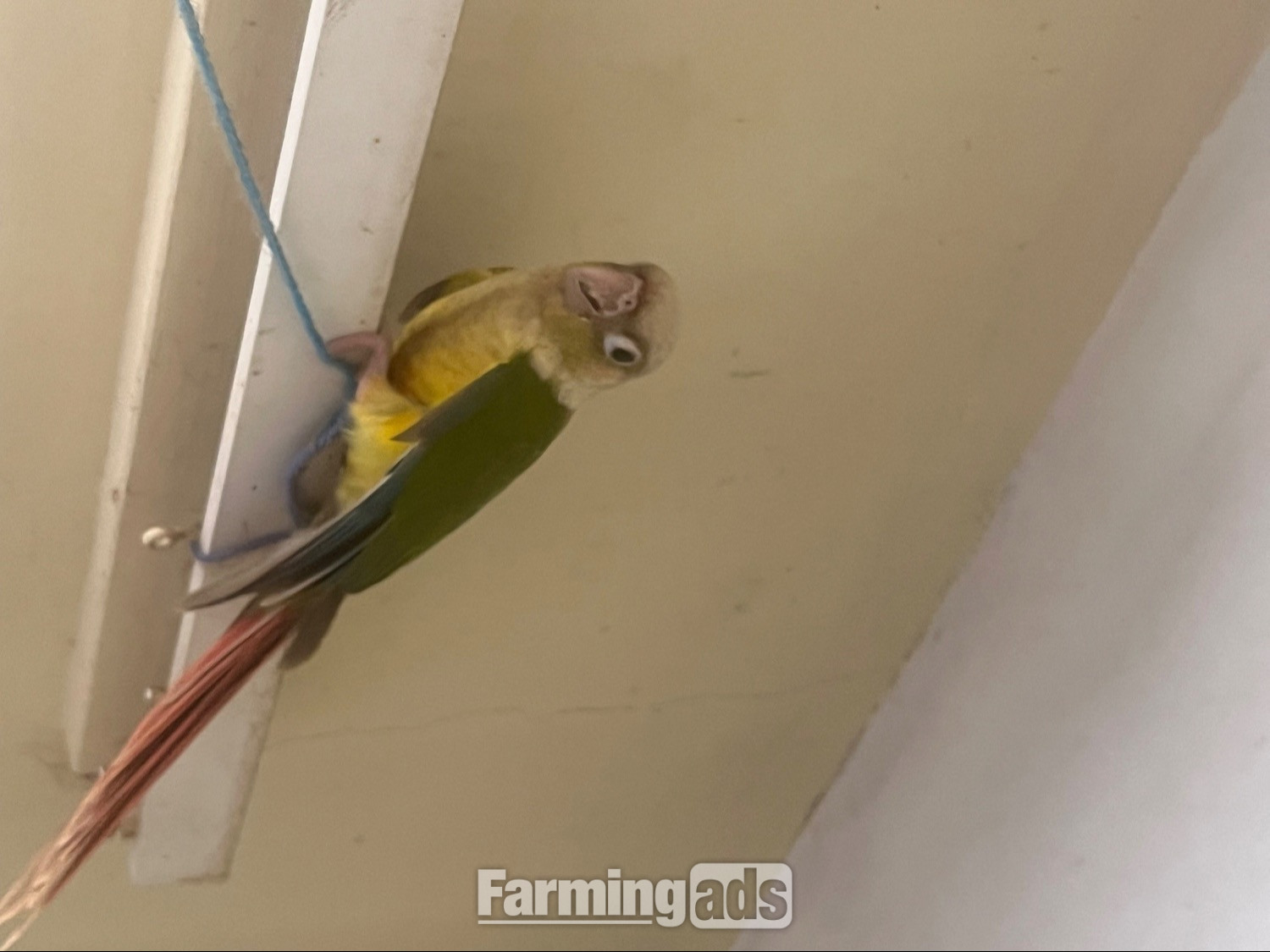 6 week old Pineapple conures 