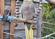 Beautiful Baby Cockatiels - 12 Weeks Old