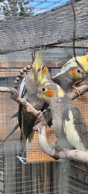 Beautiful Baby Cockatiels - 12 Weeks Old
