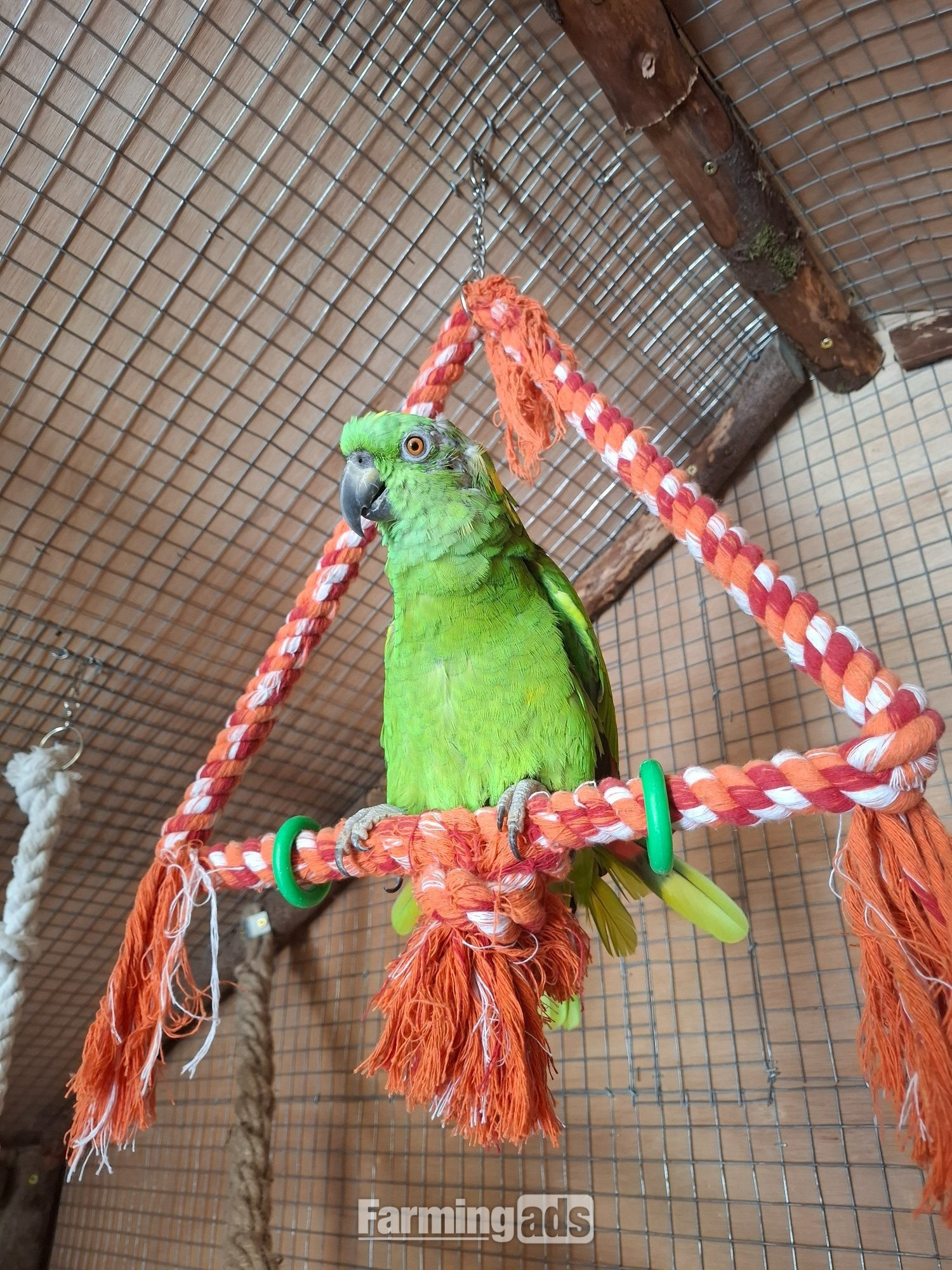 Proven pair yellow naped amazons 