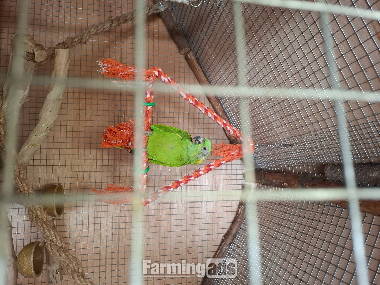  Proven pair yellow naped amazons 
