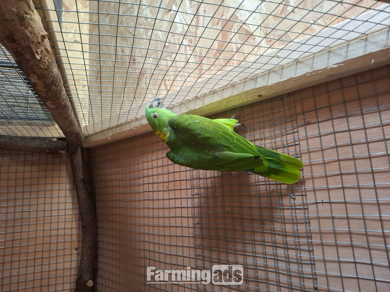 Proven pair yellow naped amazons 