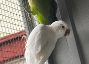 Proven breeding pair of Quakers for sale