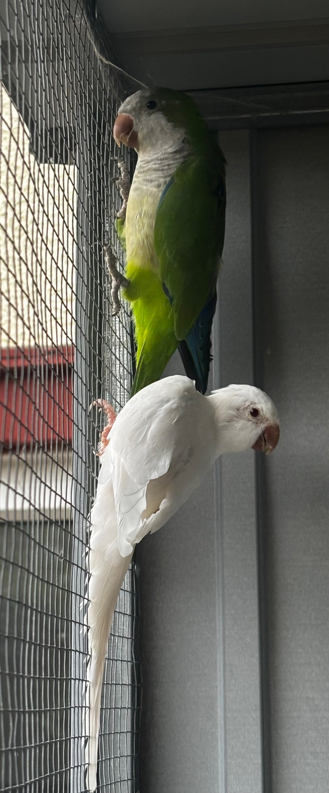 Proven breeding pair of Quakers for sale
