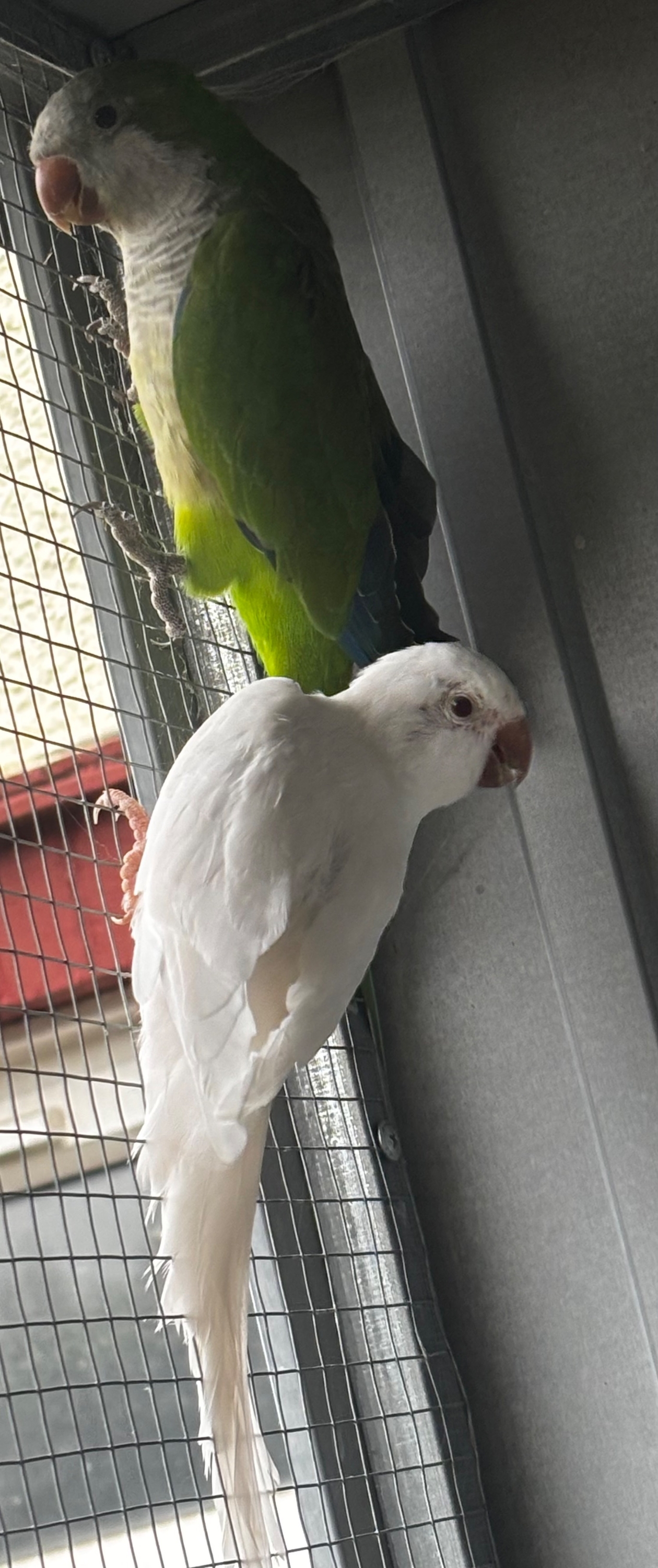  Proven breeding pair of Quakers for sale