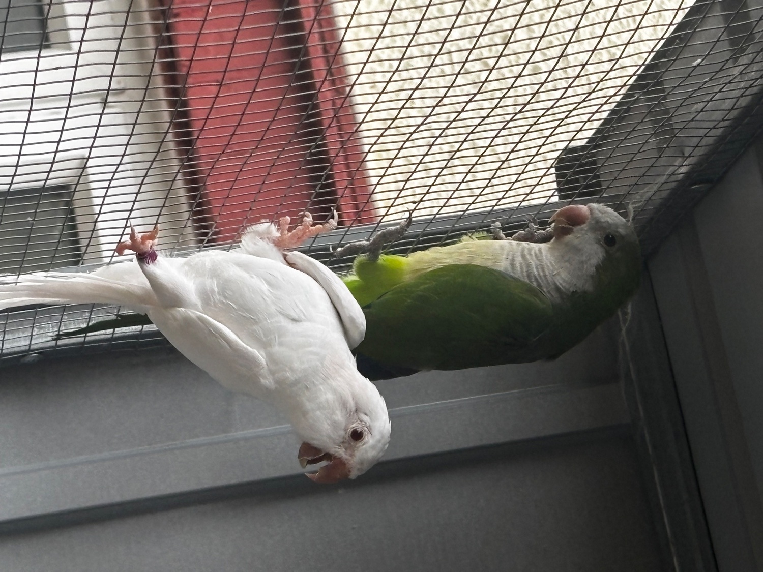 Proven breeding pair of Quakers for sale - {CATEGORY}