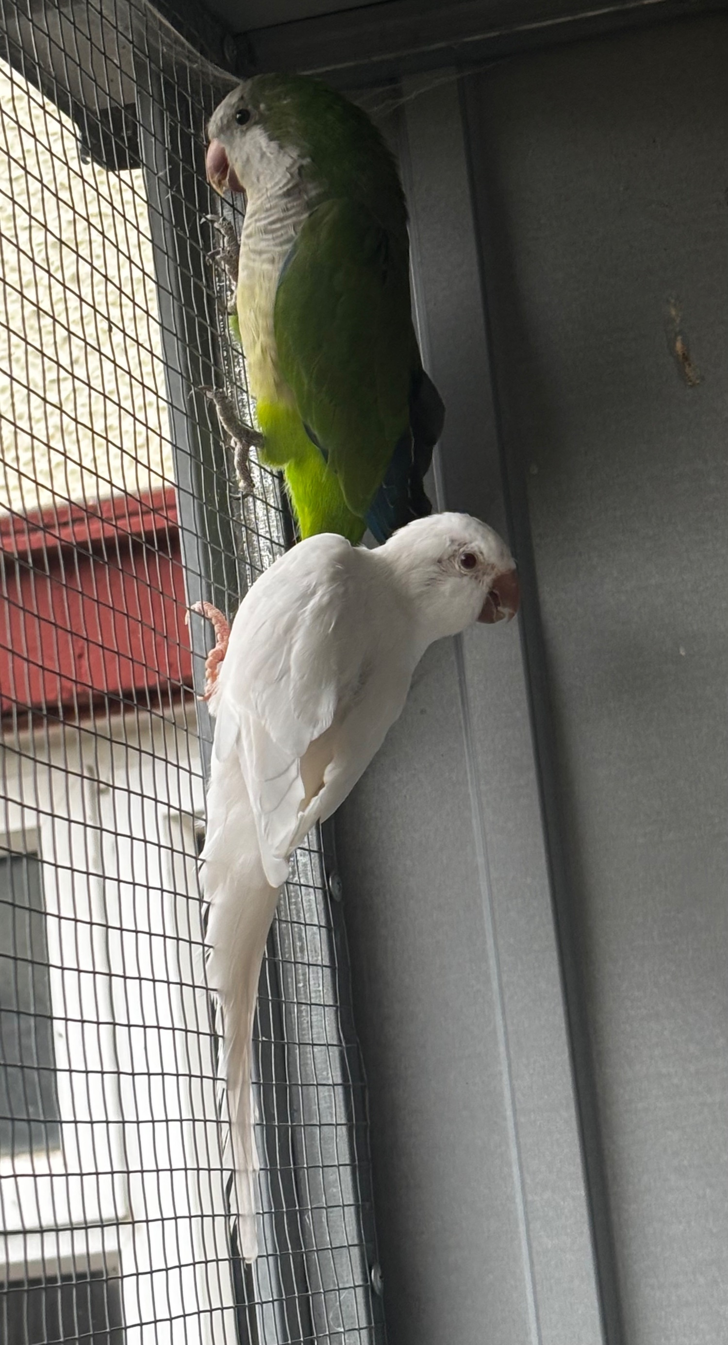 Proven breeding pair of Quakers for sale - {CATEGORY}