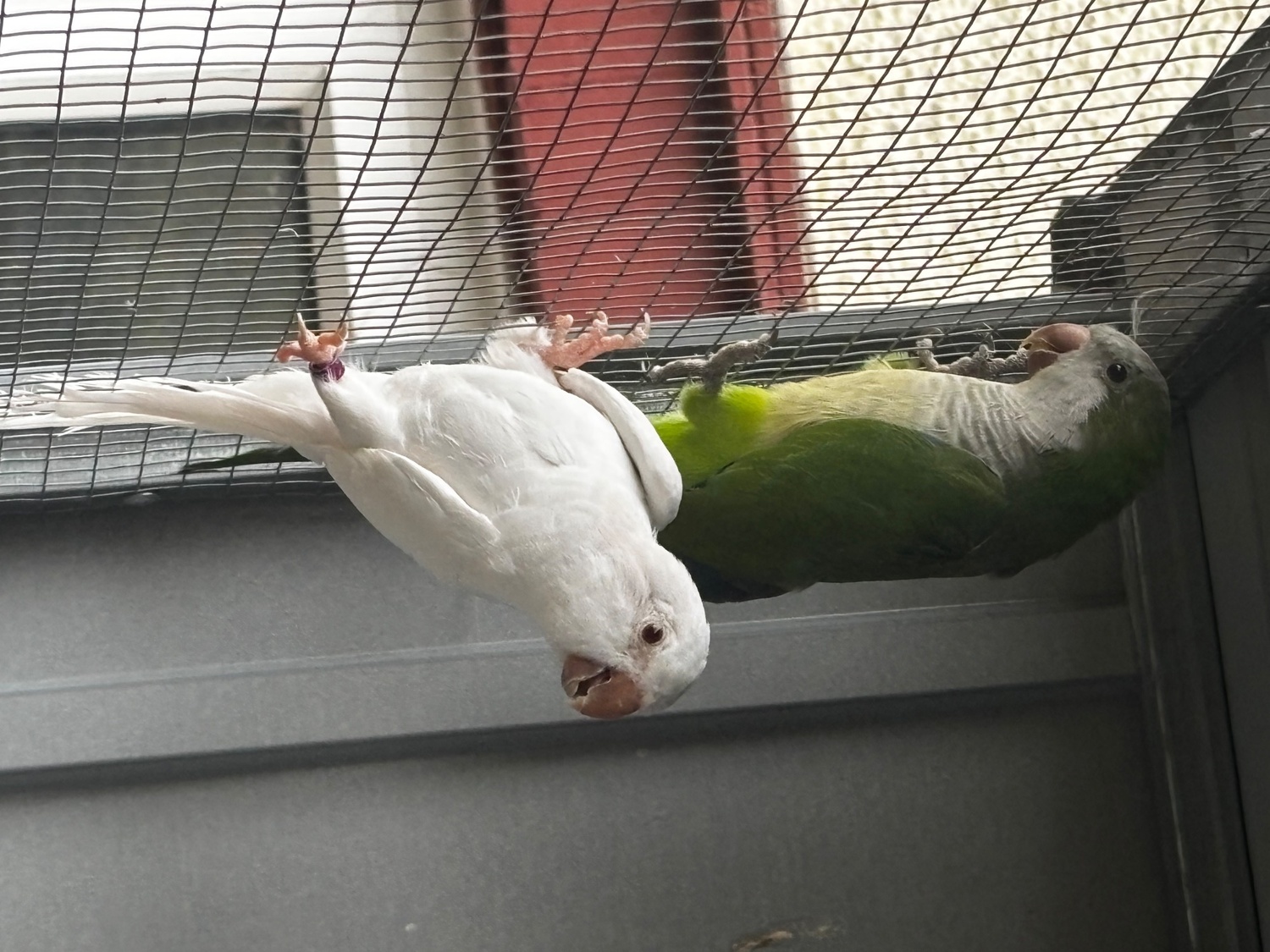 Proven breeding pair of Quakers for sale 