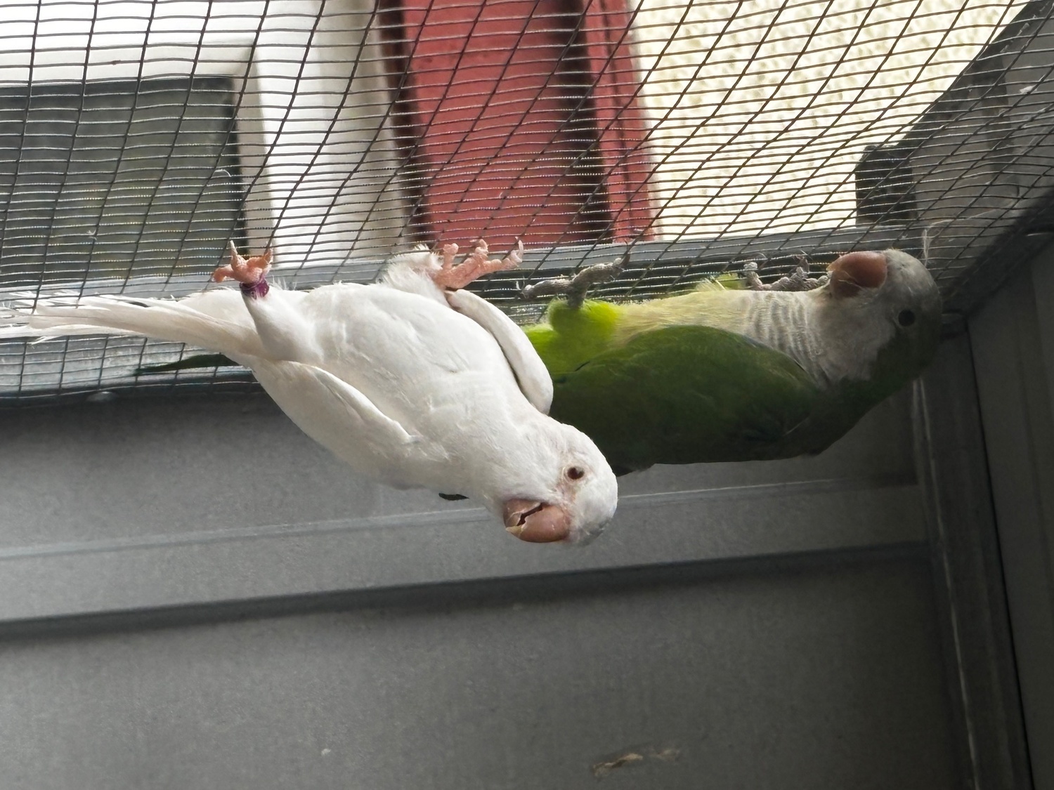 {CATEGORY} - Proven breeding pair of Quakers for sale