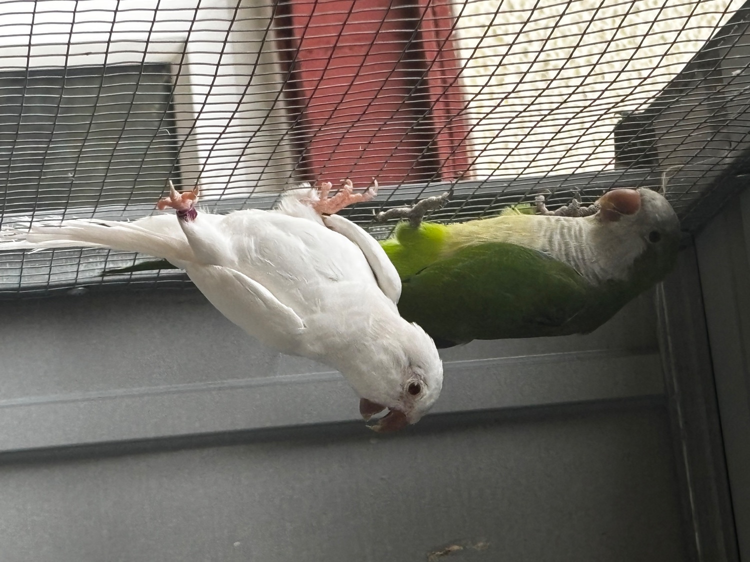 {CATEGORY} - Proven breeding pair of Quakers for sale