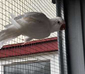 Proven breeding pair of Quakers for sale