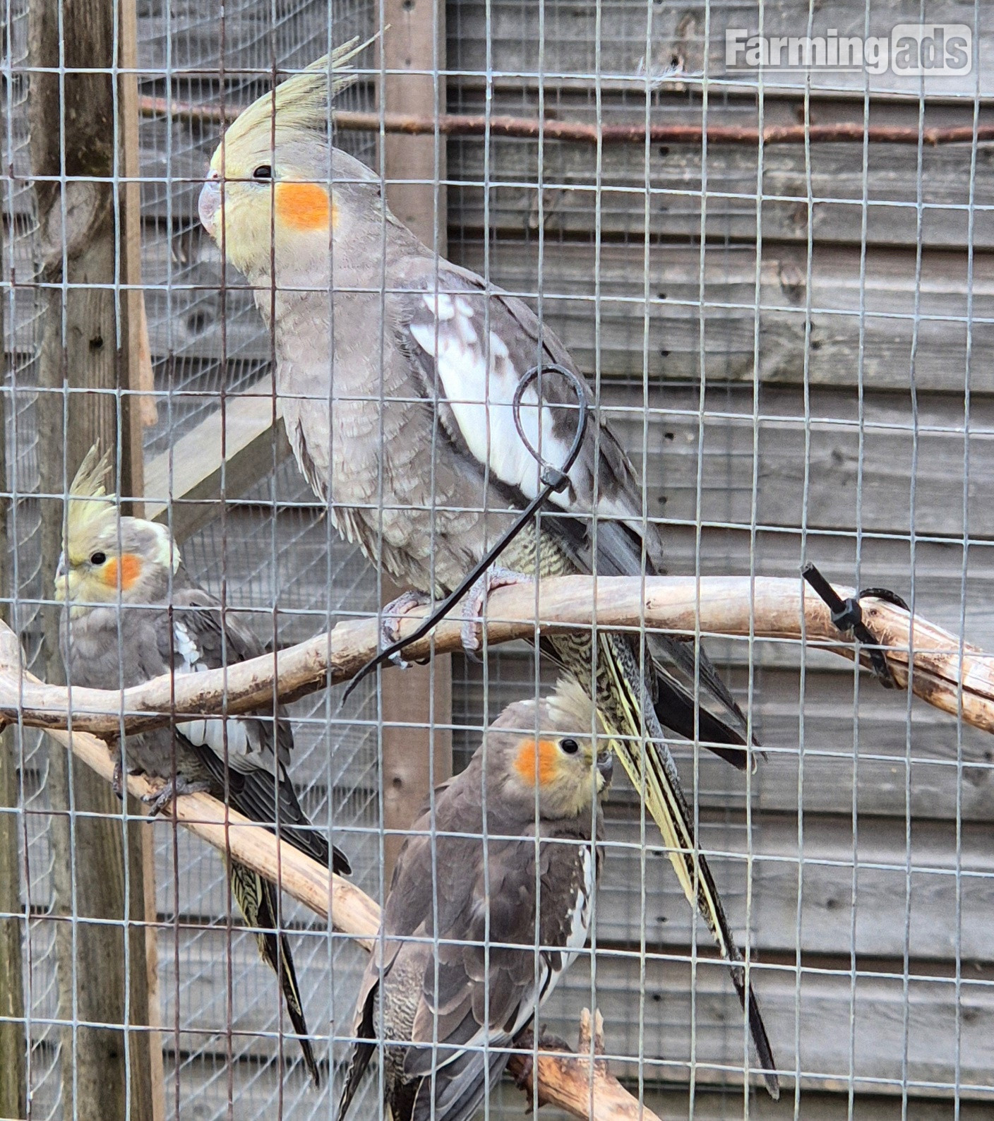 Beautiful Baby Cockatiels (only 1 left!)