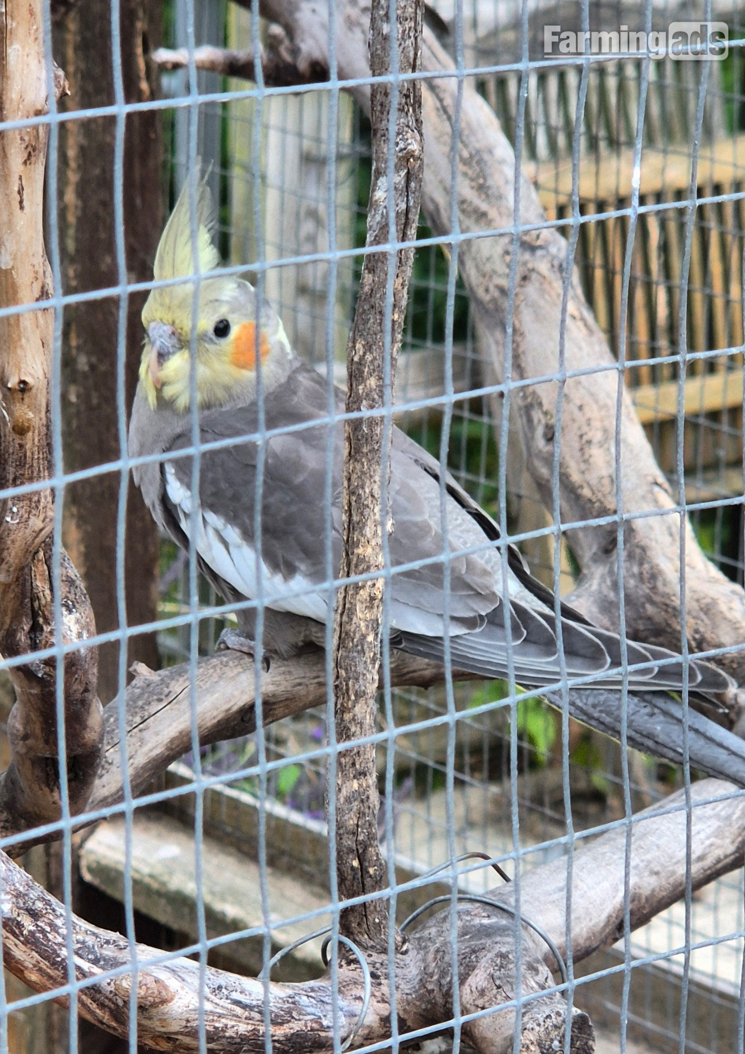 Beautiful Baby Cockatiels (only 1 left!)