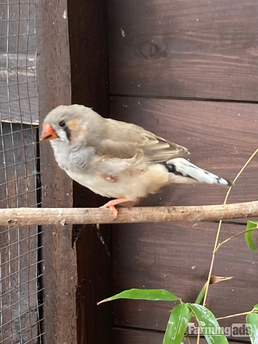 X3 14week male zebra finches