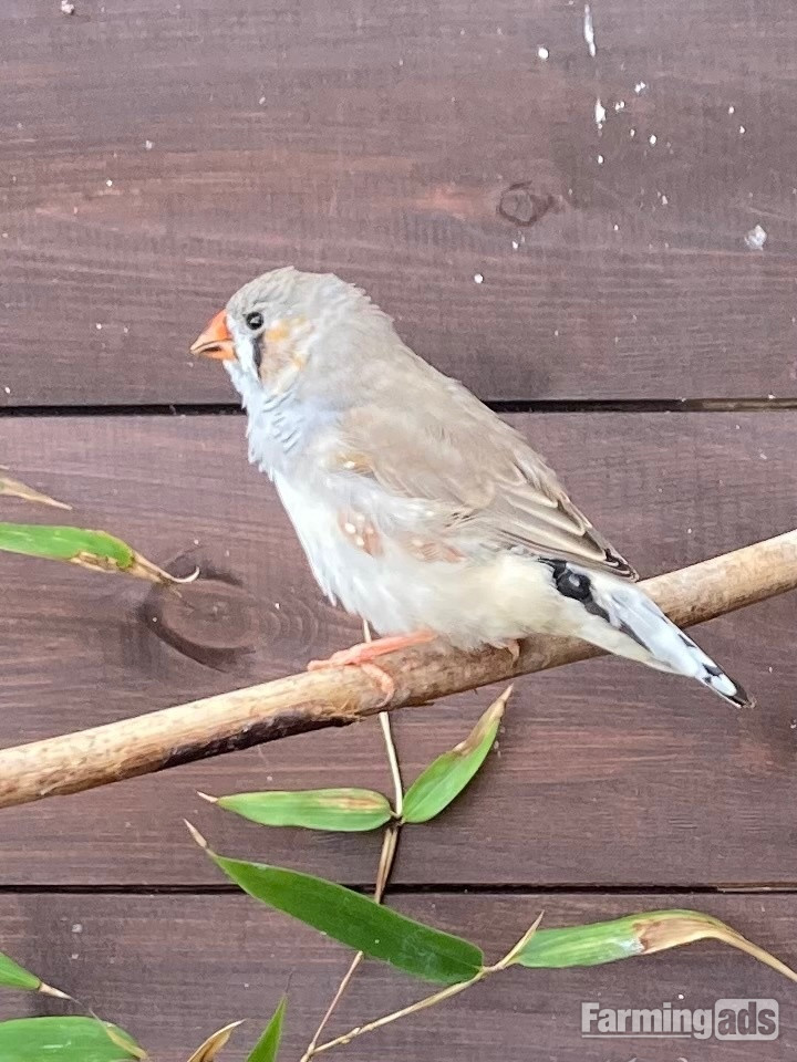  X3 14week male zebra finches
