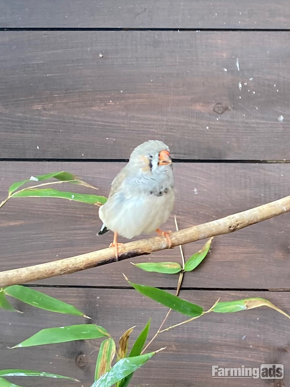 X3 14week male zebra finches