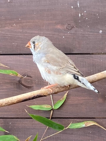 X3 14week male zebra finches