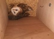 Cockatiels for sale 