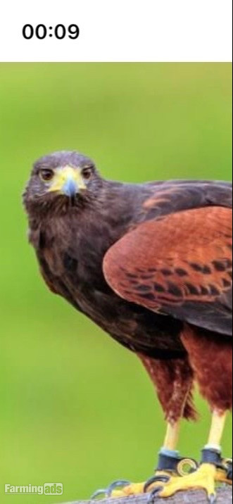 Female Harris Hawk wanted must be parent  reared adult if any available cheers 