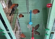 Bullfinches Native and Siberian 