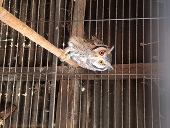 WANTED -WHITE -FACED SCOP MALE AND FEMALE FOR BREEDING