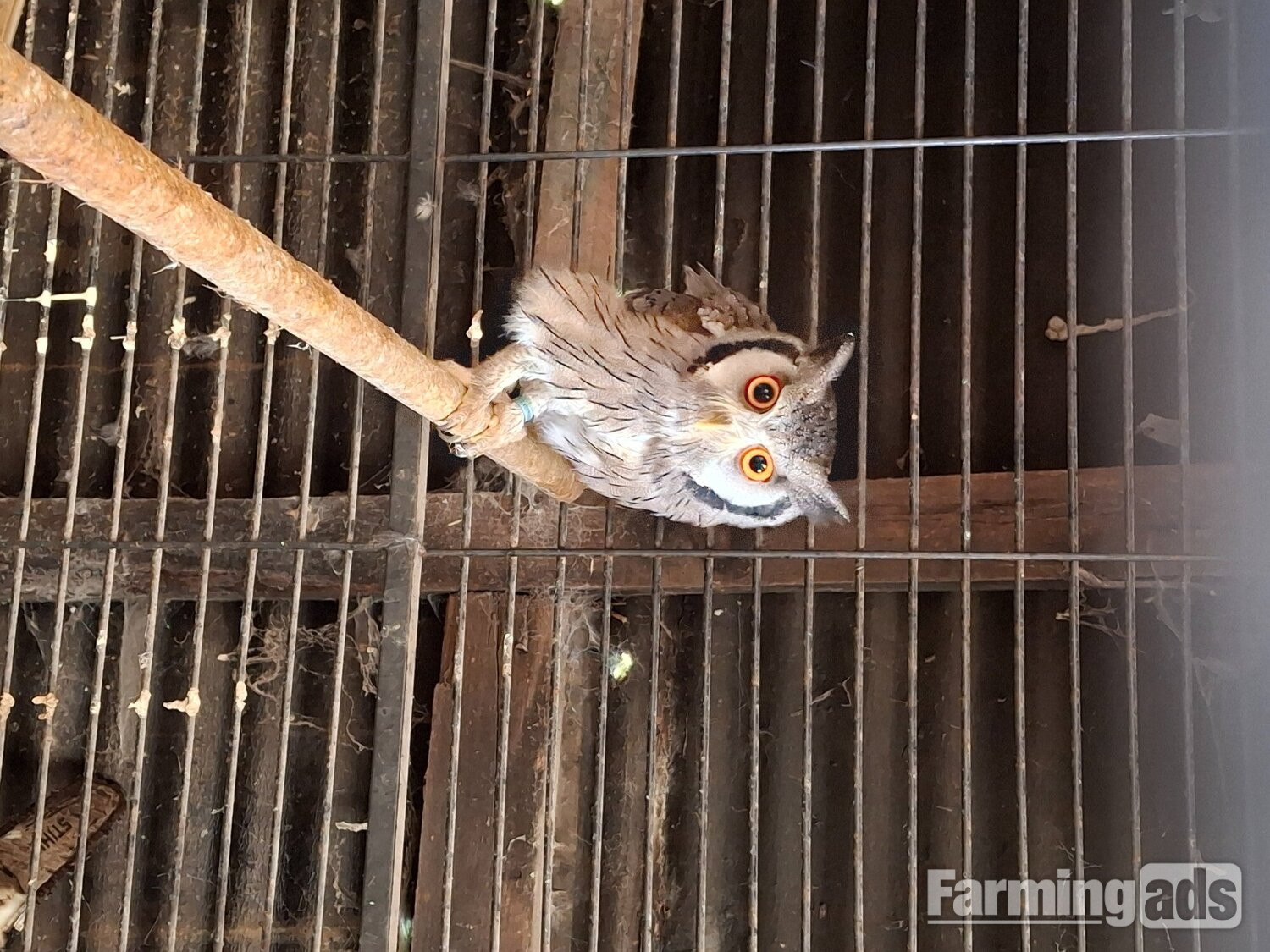 WANTED -WHITE -FACED SCOP MALE AND FEMALE FOR BREEDING