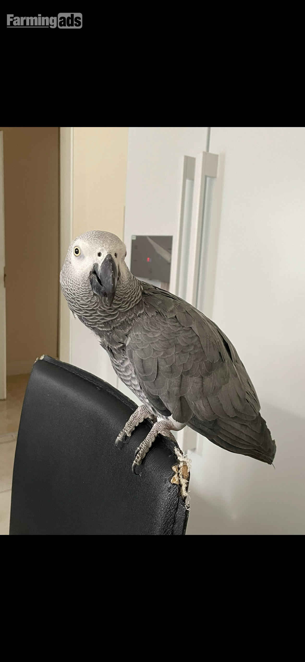 African Grey Congo Parrot