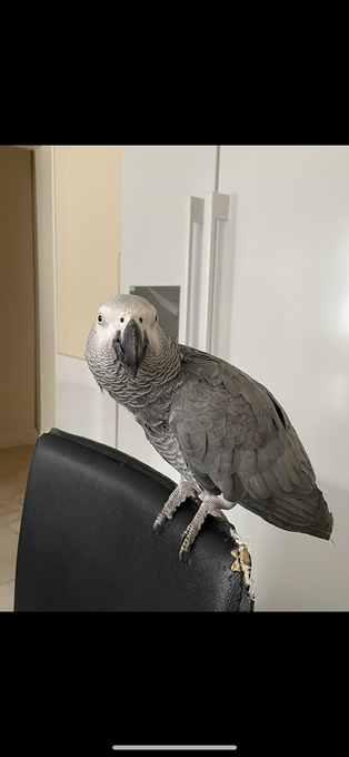African Grey Congo Parrot