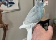 3 month old kakariki 