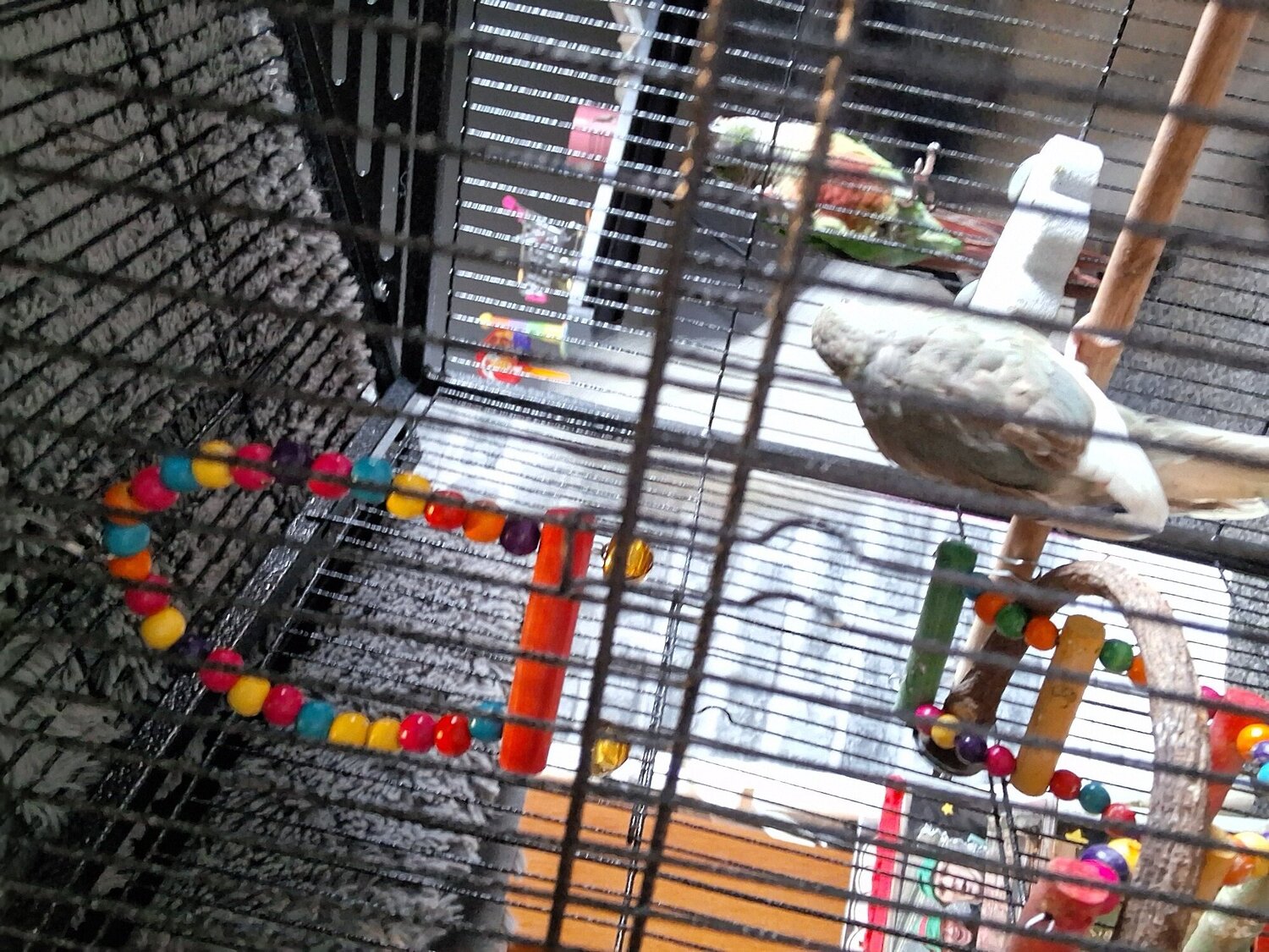 3 month old kakariki 