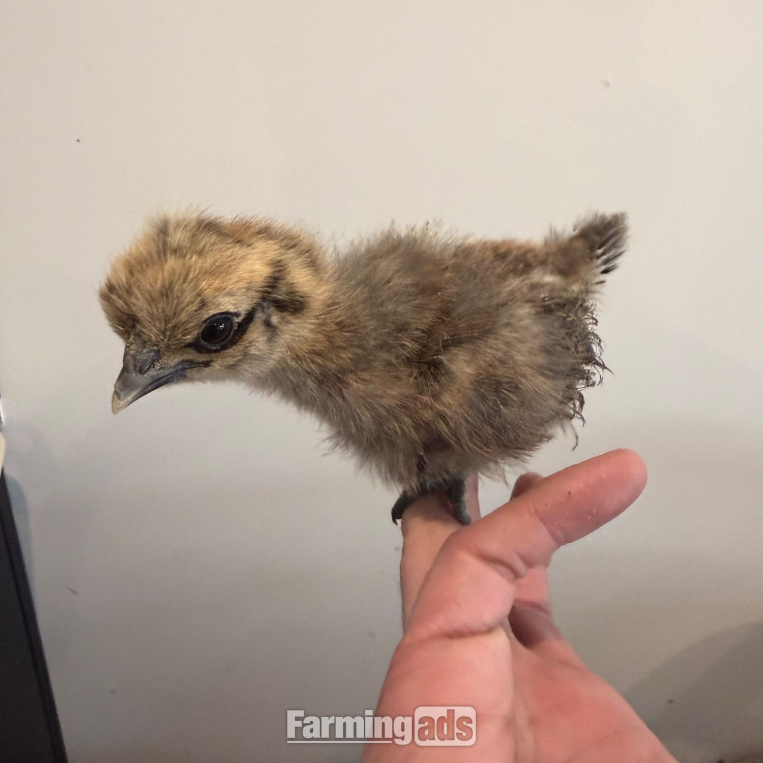 Silkie chicks mixed ages - {CATEGORY}