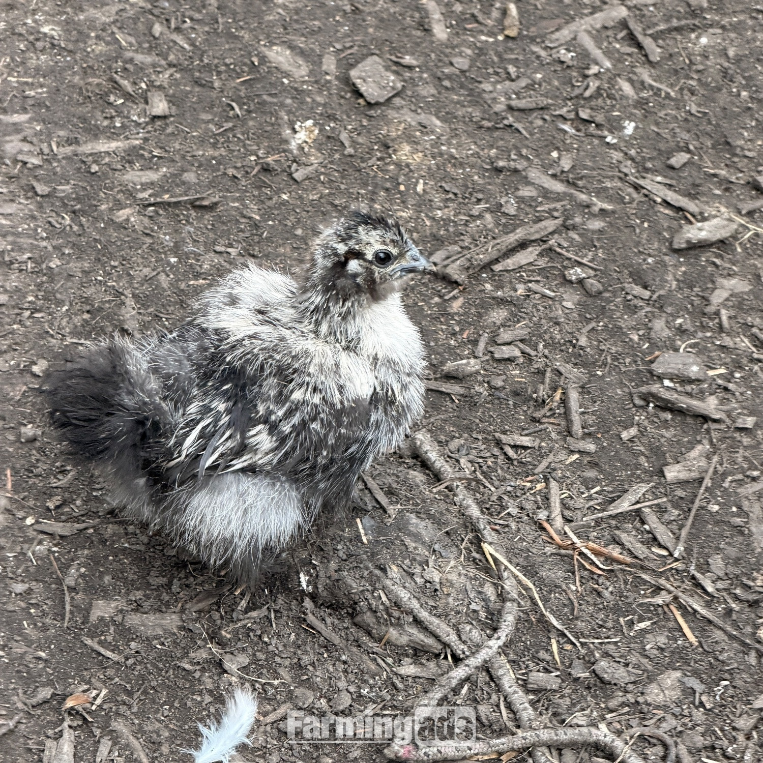 Silkie chicks mixed ages