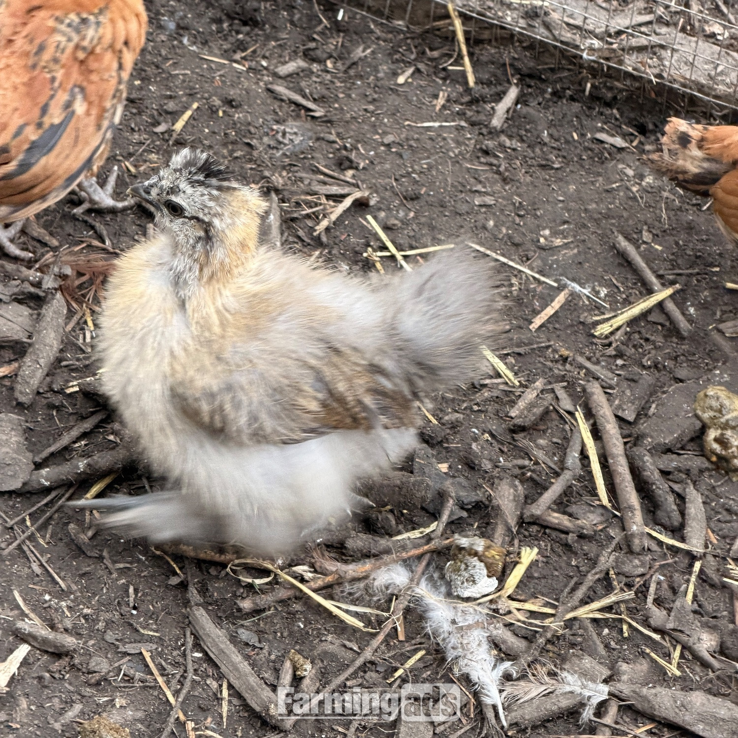  Silkie chicks mixed ages