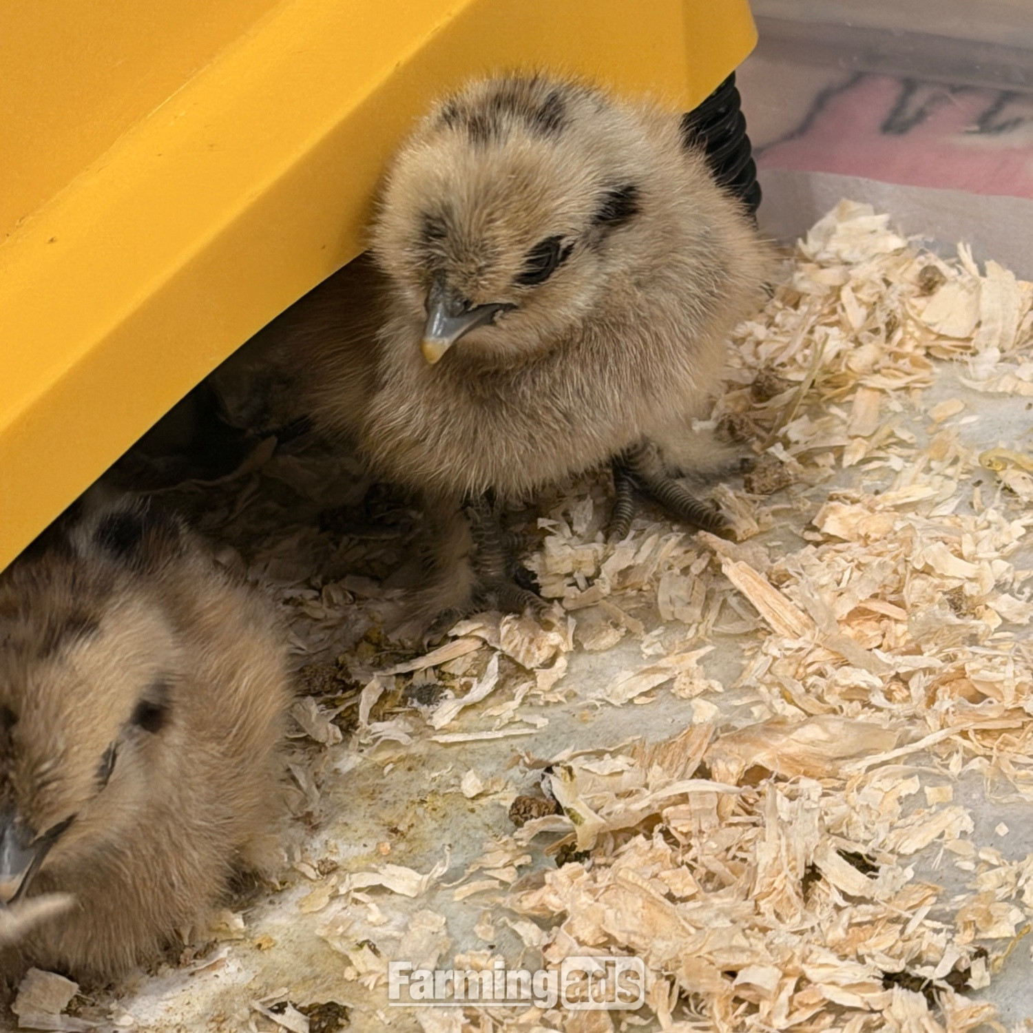 {CATEGORY} - Silkie chicks mixed ages