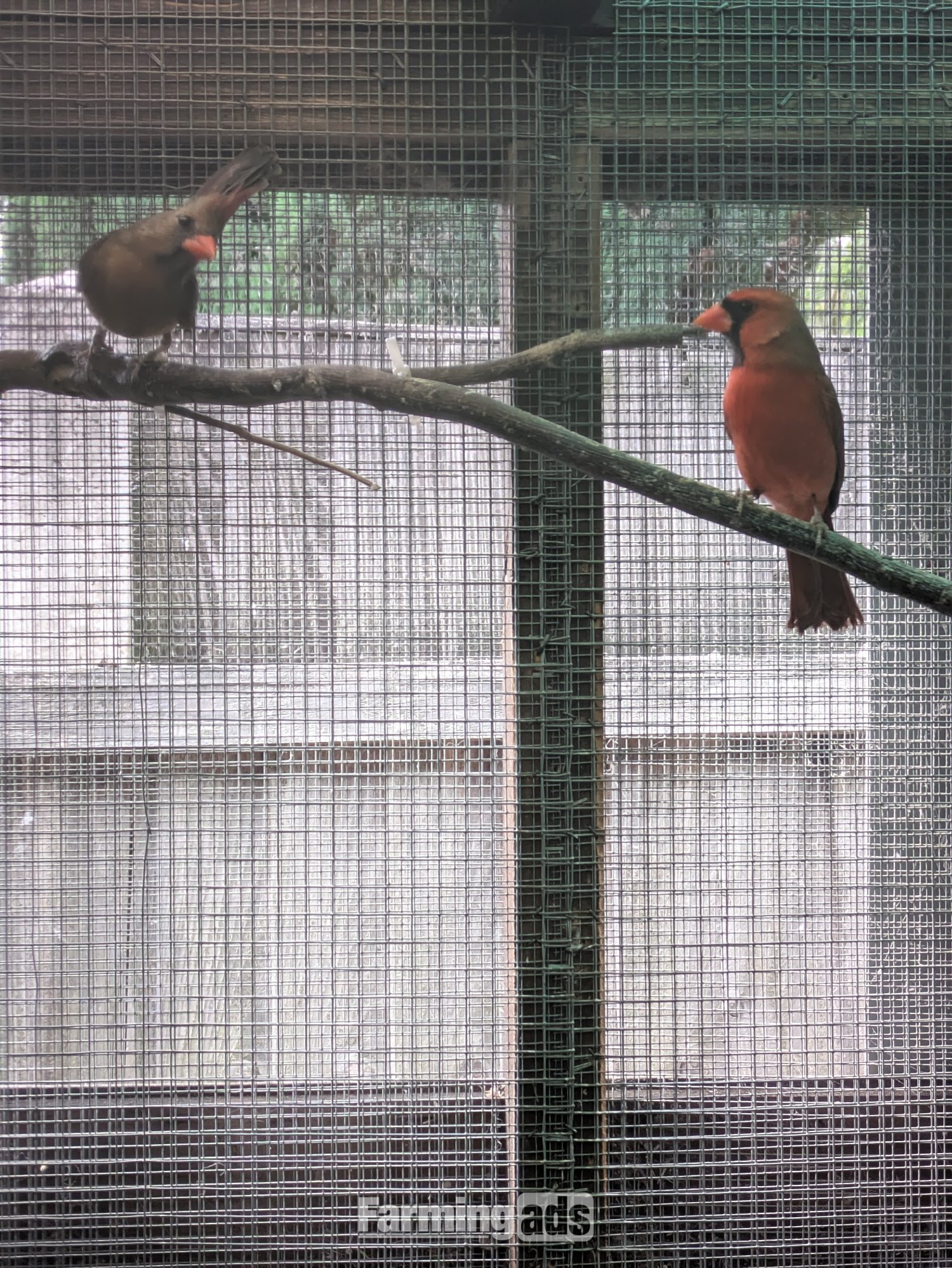 Breeding prs red cardinals