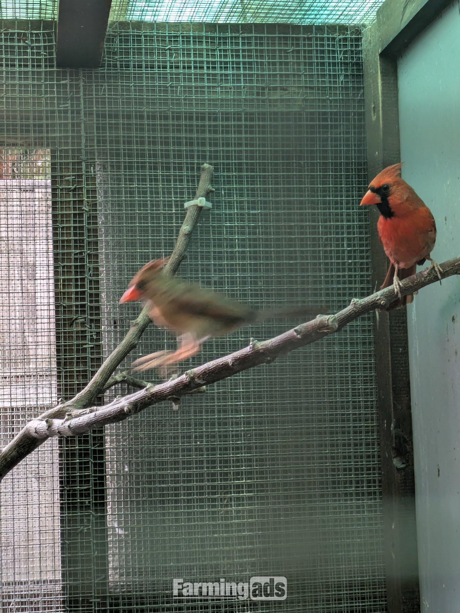 Breeding prs red cardinals