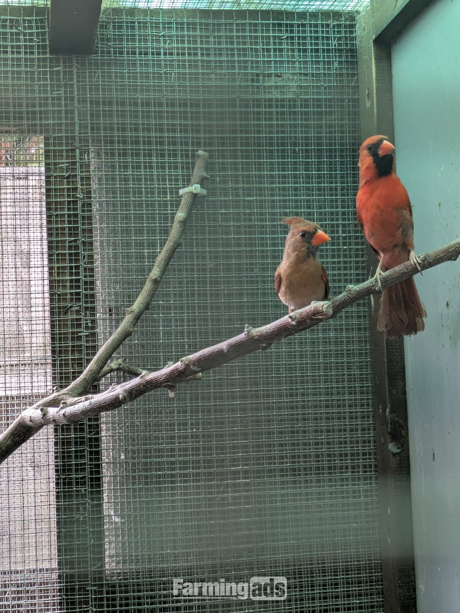  Breeding prs red cardinals